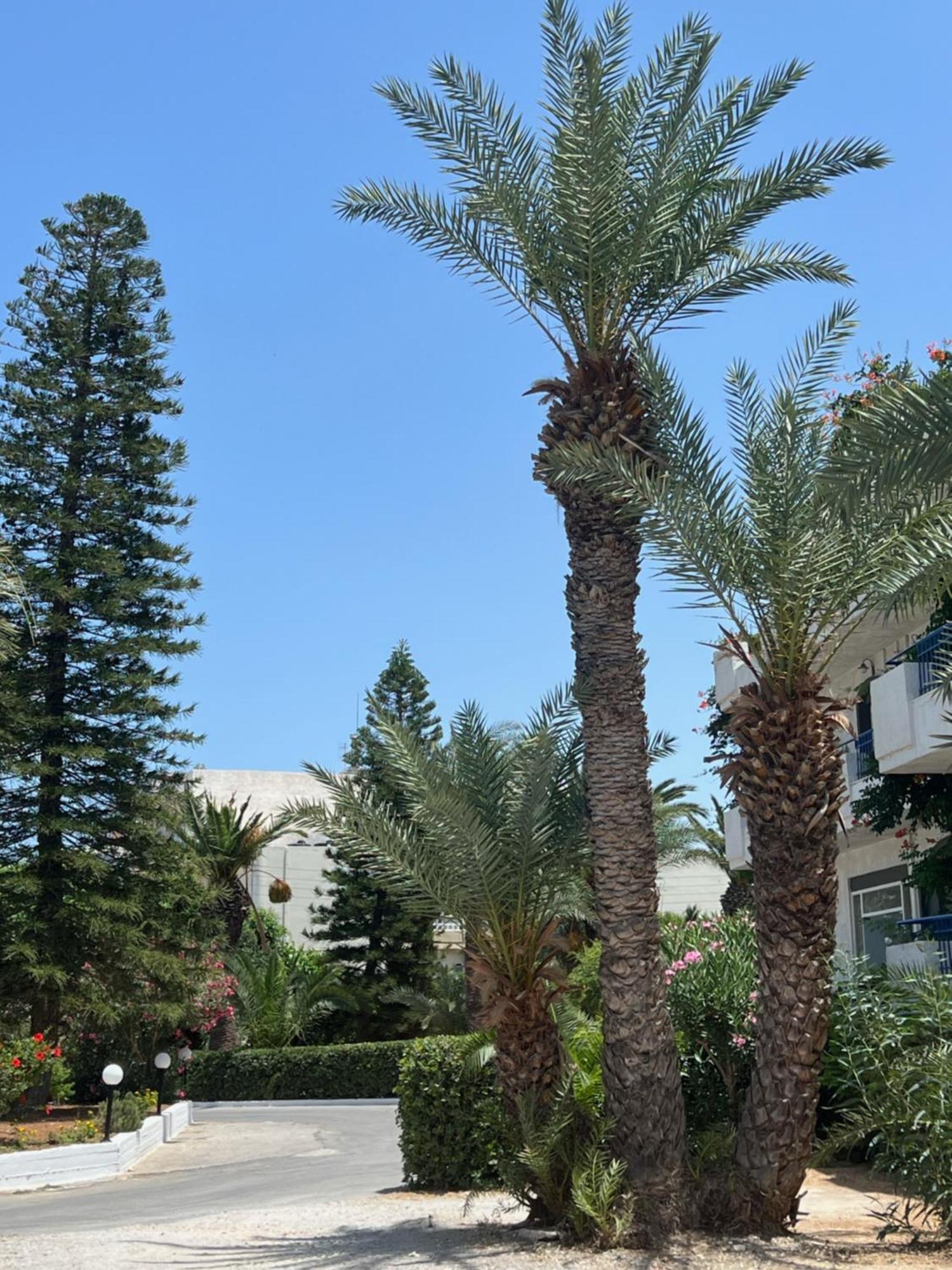 Gorgona Hotel Amoudara  Екстер'єр фото